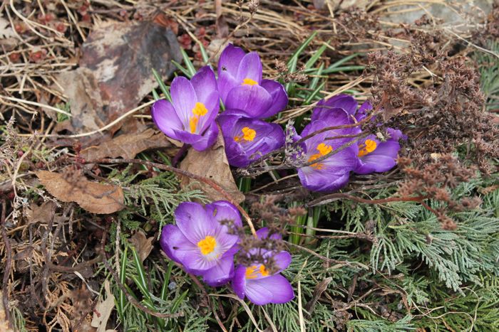 crocus